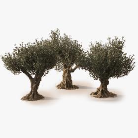 3D Animated Photorealistic Olive Trees model